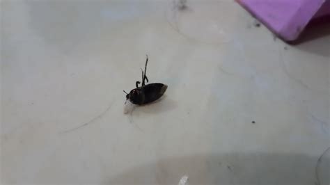 每年夏初，床上就会出现这样的小虫子，大概1～2mm的大小？这是什么？怎么去除？永久去除？ - 知乎