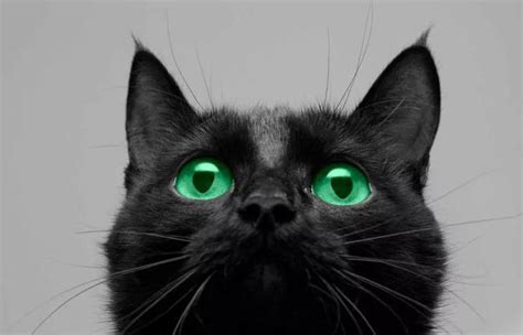 黑猫侧面特写图片-黑色背景下的黑猫侧面特写素材-高清图片-摄影照片-寻图免费打包下载