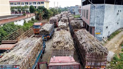 我国甘蔗行业发展现状：产量及需求量稳步增长 进口规模不断扩大_观研报告网