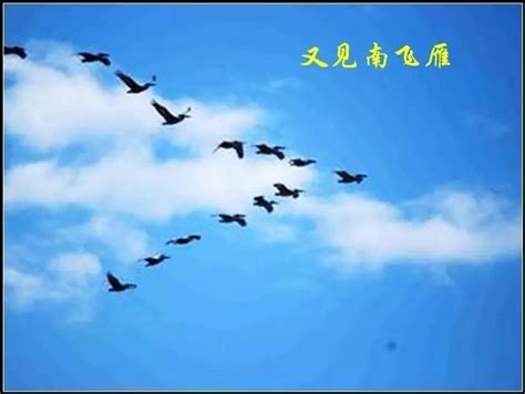 动静贵州：诗不可说丨雁南飞，雁南飞，不等今日去，已盼春来归-贵州师范学院新闻文化网