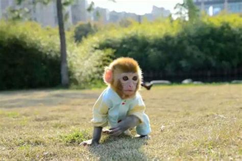 1980年的属猴女是什么命 -属猴-生肖网