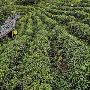 都匀螺蛳壳：规模化种植促进茶产业发展-贵阳网
