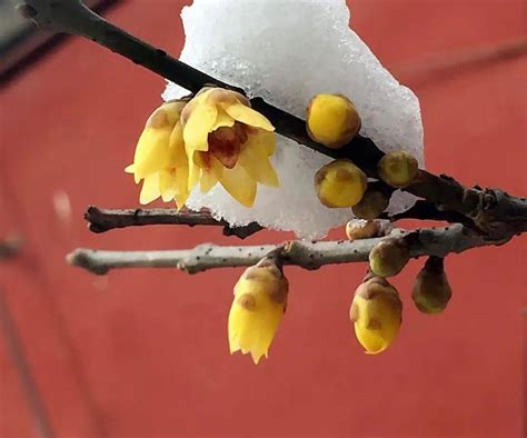 腊梅花怎么养？腊梅的养殖方法和注意事项-种植技术-中国花木网