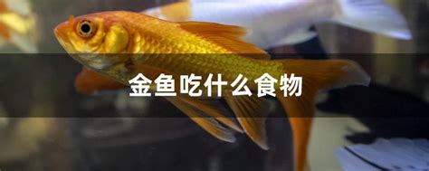 金鱼吃什么食物 金鱼吃哪些食物_知秀网