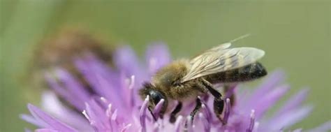 蜜蜂有什么精神 - 趣智分享