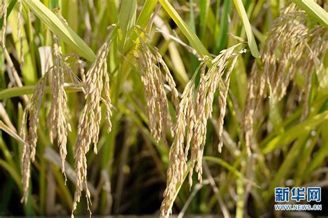 亩产1000公斤水稻品种是什么？ - 惠农网