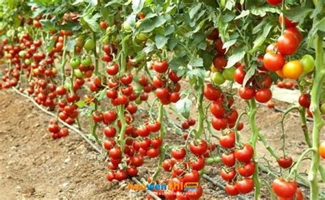 如何种植西红柿（西红柿阳台盆栽种植方法） - 花儿网