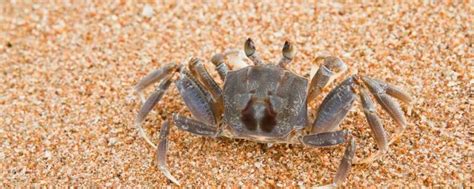 螃蟹不放水能活多久 - 业百科