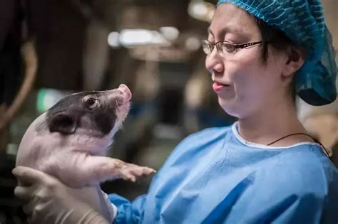 科学网—科学养猪的真正奥义，培养拯救人类的医学英雄 - 张磊的博文