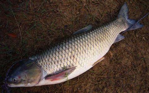亚马逊最大的淡水鱼,亚马逊最大的鱼,最大的淡水鱼_大山谷图库