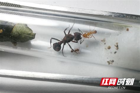 Acanthomyrmex glabfemoralis(光腿刺切叶蚁)-Chinese Ant Database(蚂蚁数据库)-Chinese ...