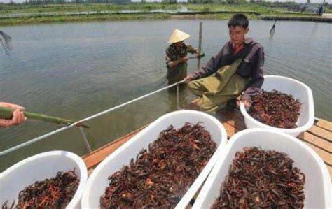 小龙虾“变废为宝” 这个国家的渔民感谢中国(图)|尼罗河|小龙虾|渔民_新浪新闻