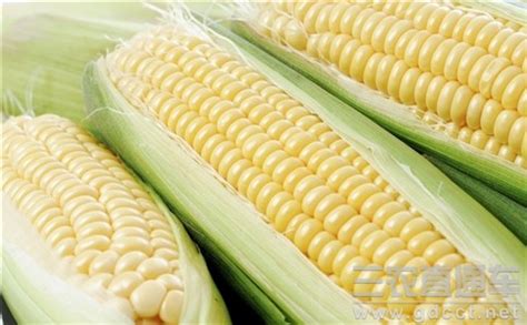 中国哪个朝代的人能吃到玉米 _玉米什么时候来中国的 - 工作号