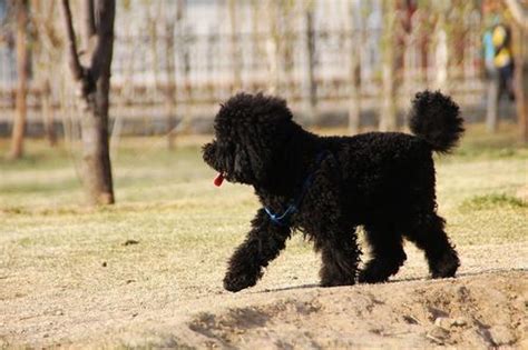黑色的泰迪犬怎么取名字，黑色的泰迪取什么名字-酷派宠物网