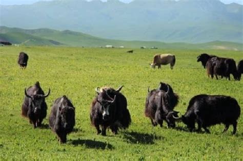 西藏日喀则昂仁县迥巴藏戏 - 西藏在线