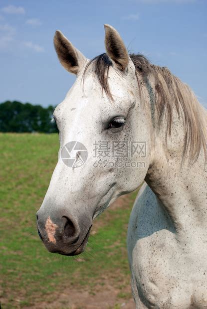 室外一匹白马的肖像高清图片下载-正版图片504763601-摄图网