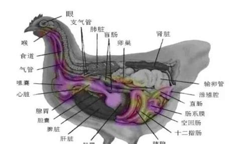 学解剖—认识鸡的消化道|嗉囊|消化道|饲料_新浪新闻