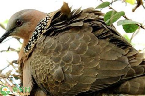 斑鸠是保护动物吗，有哪些种类 - 农敢网