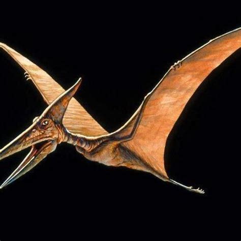 翼龙：飞行在恐龙时代 - 每日环球展览 - iMuseum