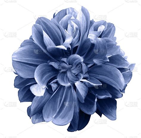 蓝色的大丽花。花在一个白色孤立的背景与修剪路径。为设计。特写镜头。大自然。