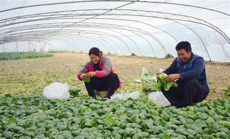 沙雅县：拱棚蔬菜助农增收-天山网 - 新疆新闻门户