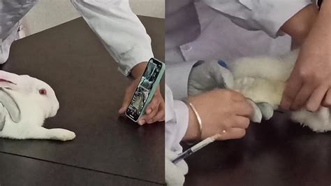 一个男人用注射器给兔子喂药。高清摄影大图-千库网