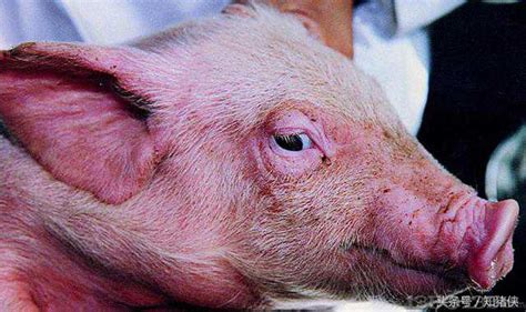 猪场最常见6种病的诊断和实用防治方法，每个都是精髓_养猪经验_中国保健养猪网