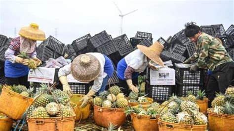国台办：暂停进口台湾菠萝系正常生物安全防范举措_关键帧_澎湃新闻-The Paper