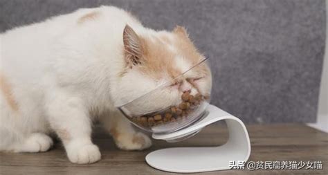 宠物自动智能喂食器猫狗智能定时定量投食机喂猫喂食机器猫咪用品-阿里巴巴