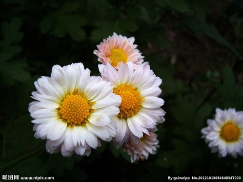 纯白色菊花图片