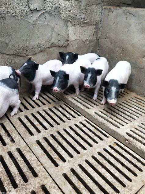 二十多斤巴马香猪多少钱 香猪肉多少钱-农业网