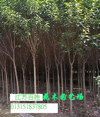 园林绿化苗木品种该如何选择？-新闻中心-北京天宏园林绿化工程有限公司