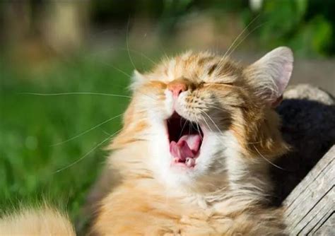 猫发出咕噜噜的声音什么意思 猫发出低沉的震动声是怎么回事 - 天奇生活
