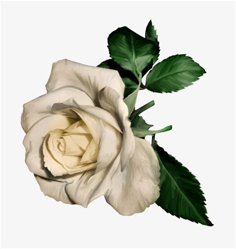 白玫瑰,花卉,植物花草,摄影,汇图网www.huitu.com