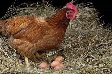 问：一只母鸡一共能下多少个蛋？_小鸡