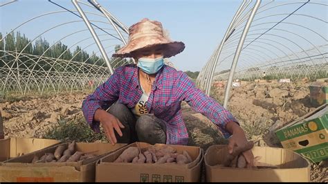 百亩红薯迎丰收 农民增收乐 -天山网 - 新疆新闻门户