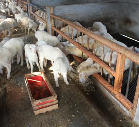 2022全国活羊价格表 20斤左右小羊的价格