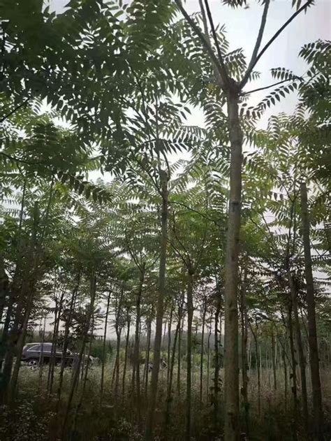 三亚 椰子树 特写高清图片下载_红动中国