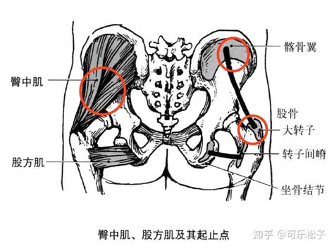 耻骨肌的位置图图片