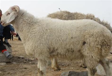 湖羊和小尾寒羊杂交$萨福克和杜泊那个羊好 山东济宁-食品商务网