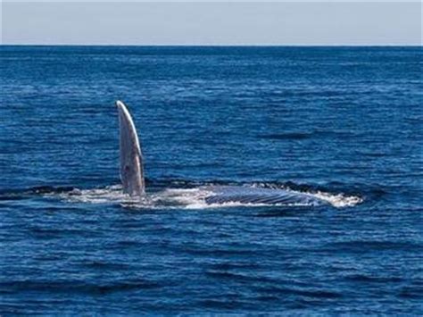 能拿下蓝鲸的虎鲸，用搁浅的方式来给生活加点料！_高清1080P在线观看平台_腾讯视频