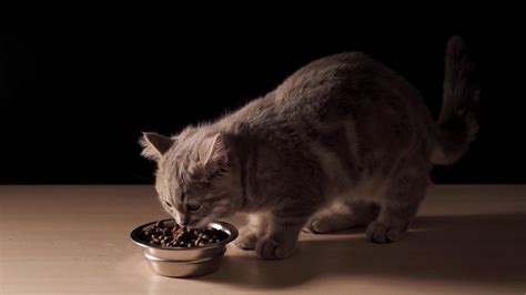 英短猫最爱吃的10种食物是什么？ - 胖萌舍宠物网