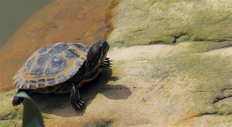 石上和石上海龟或乌龟沼泽或装饰池塘上高清图片下载-正版图片507201648-摄图网