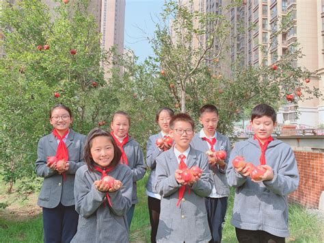 摘石榴咯！郑州高新区外国语小学六年级毕业生开展校园采摘石榴活动-大河新闻