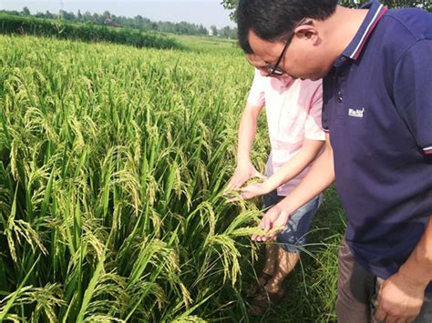 2020安徽省水稻新品种展示秧苗移栽工作已近尾声_要闻_资讯_种业商务网