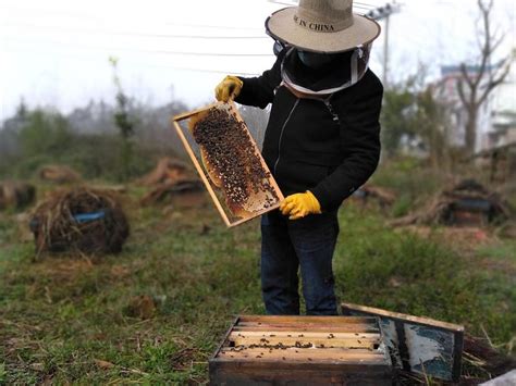 纯天然养殖蜜蜂 酿造蜂蜜促增收_广西中秀福地文化旅游有限公司