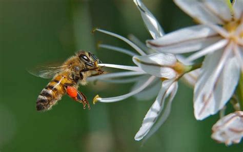 蜜蜂进家里有什么预兆？无关祸福，只能说家里环境适合蜜蜂筑巢！