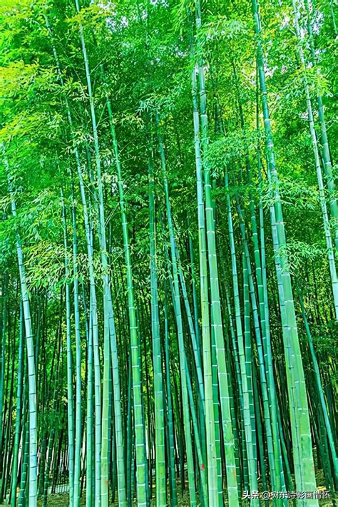 竹子怎么养才能更旺盛？竹子的繁 殖方法？竹子的种类有多少种？ - 花儿谷
