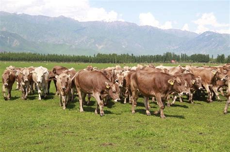 25亩地养一头牛？自由散牧的牛产奶更好？伊牧欣在新疆伊犁给出了答案——上海热线财经频道