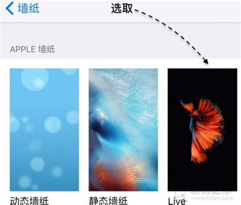 苹果iphonex如何设置动态壁纸？iphonex设置live photo动态壁纸方法_手机知识-装机之家